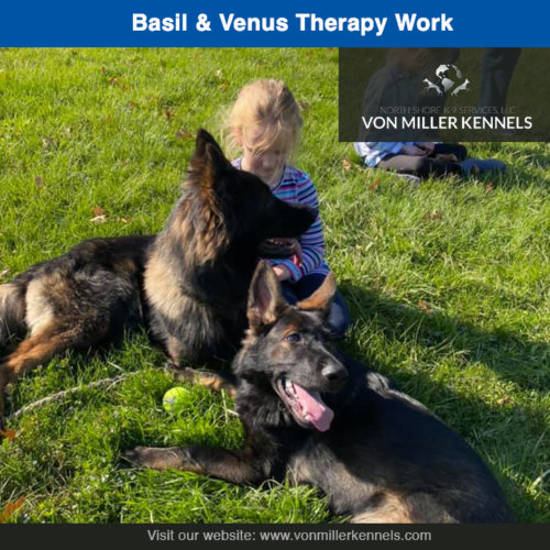 Basil and Venus enjoying the day with a little therapy work❤️❤️❤️Neither dog is for sale !!!!!