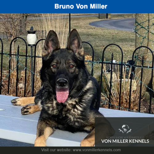 Bruno Von Miller