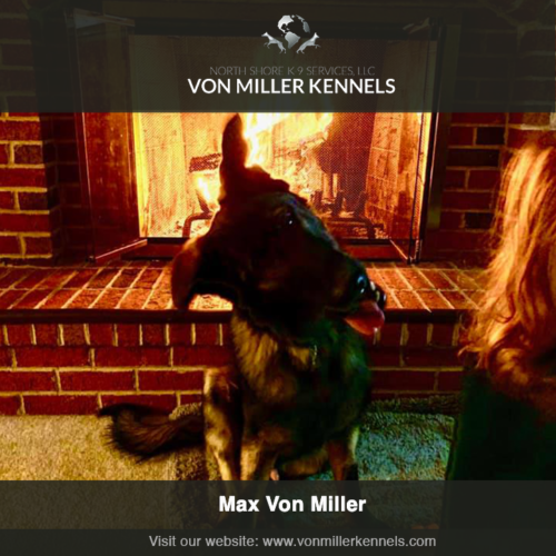 VMKfire-conmillerkennels-dog-insta