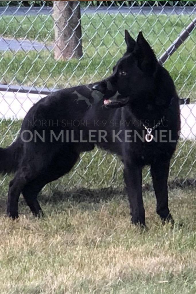 VonMillerKennels_DragoStudDog