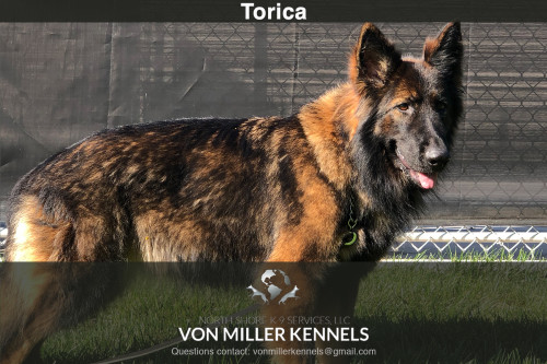 VonMillerKennels_Torica