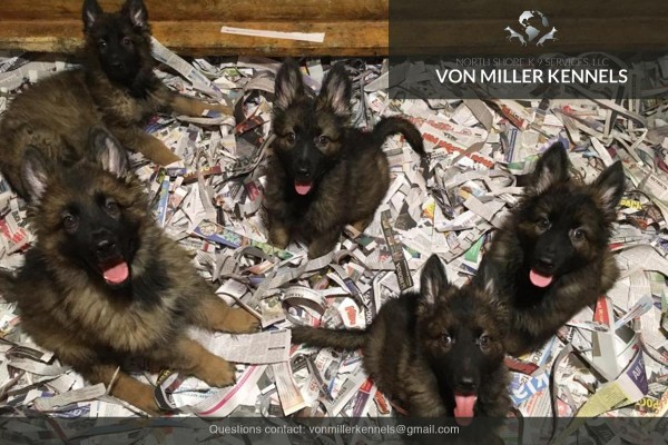 VonMillerKennels_puppieshomepage2