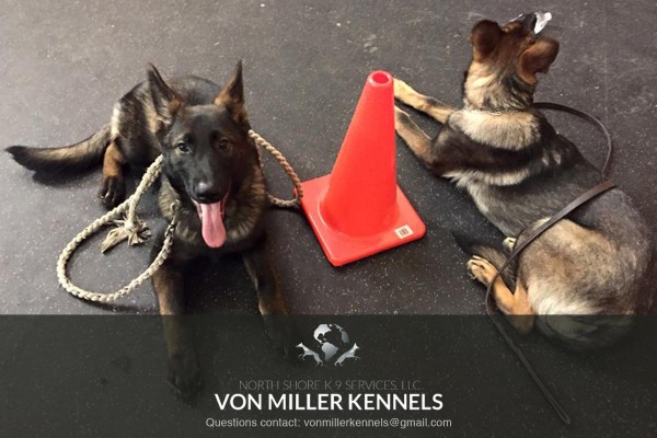 VonMillerKennels_training13