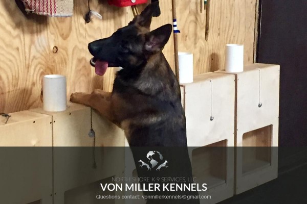 VonMillerKennels_training2