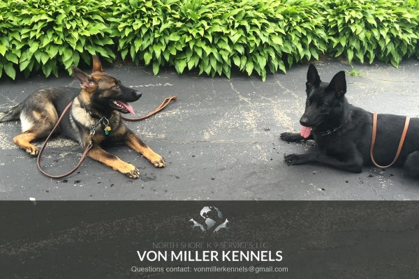 VonMillerKennels_training3