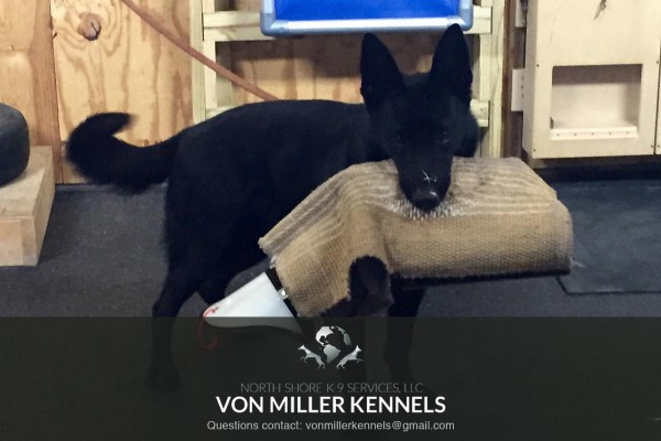 VonMillerKennels_training4