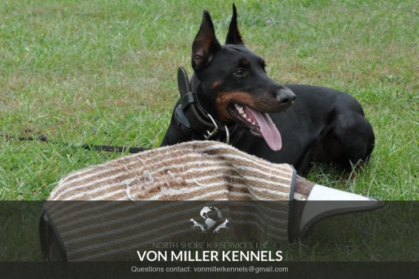 VonMillerKennels_training7
